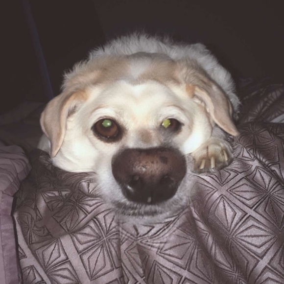 Meet your Posher, Bella - Picture 1 of 1